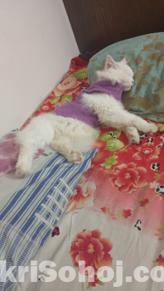 Triple Coat Persian cat